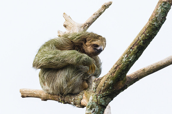 Three-toed Sloth