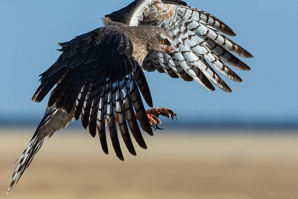 Pale Chanting Goshawk (Juvenile)