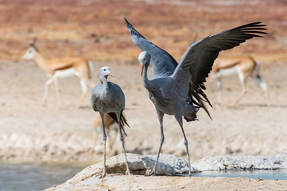 Blue Crane