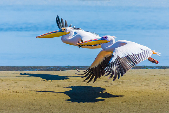 Great White Pelican