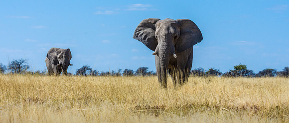 African Elephant