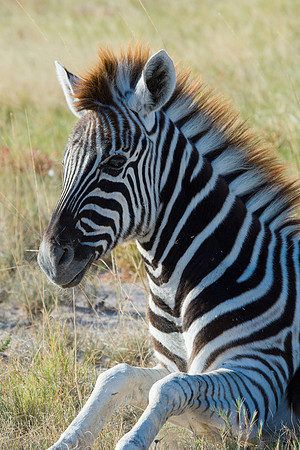 Burchell's Zebra