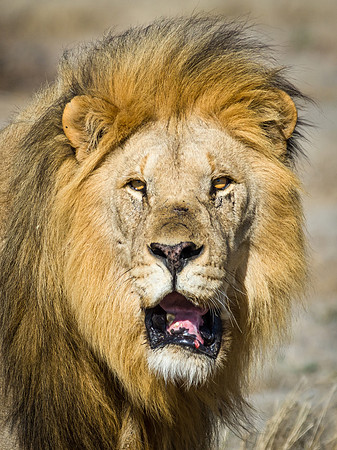 Lion