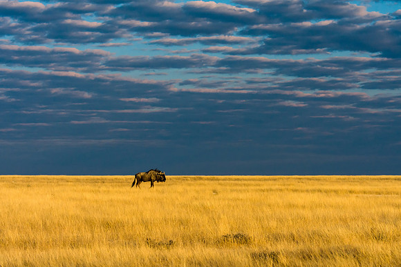 Blue Wildebeest
