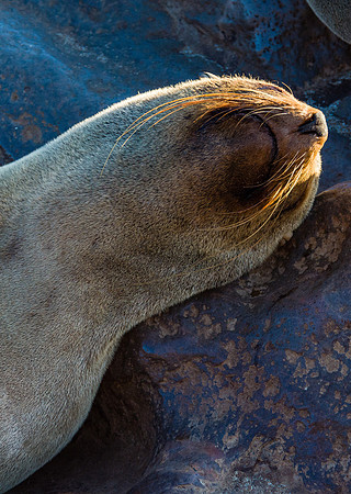 Cape Fur Seal