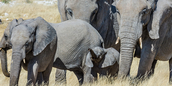 African Elephant