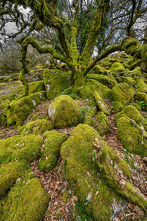 Wistman's Wood