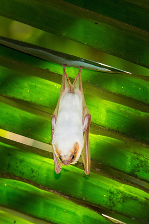 Northern Ghost Bat