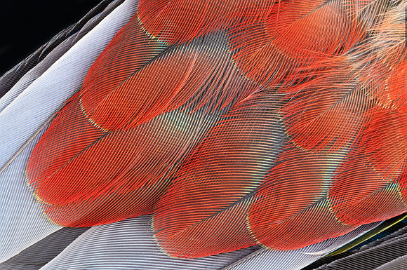 Flights of Beauty: Crimson Rosella