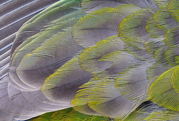 Flights of Beauty:  Eastern Rosella