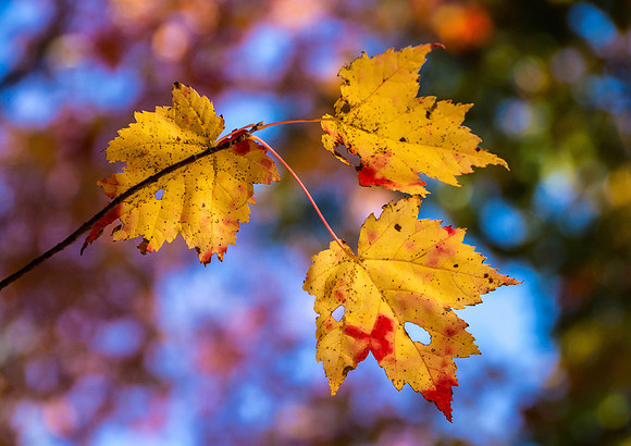 Autumn Leaves II, New York