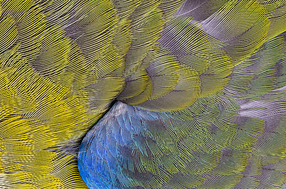 Flights of Beauty: Crimson Rosella (Juvenile)