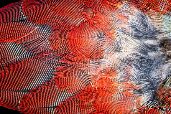 Flights of Beauty: Crimson Rosella