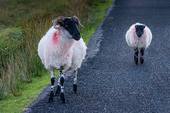 Connemara Sheep