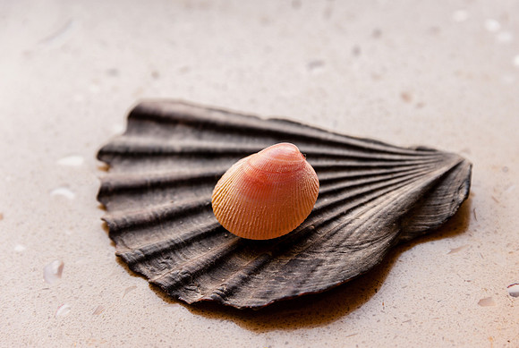 Shells I