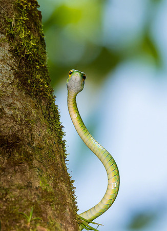 Vine Snake