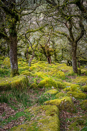 Wistman's Wood