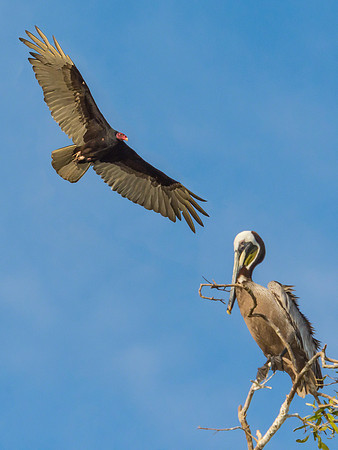 Turkey Vulture (Flying) & Brown Pelican (Perched)