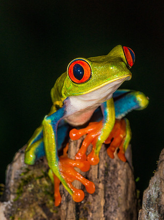Red-Eyed Tree Frog