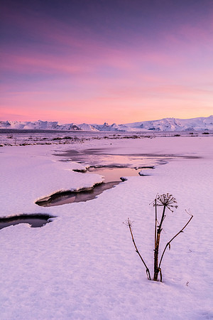 Icelandic Dawn. By Gigi Williams.