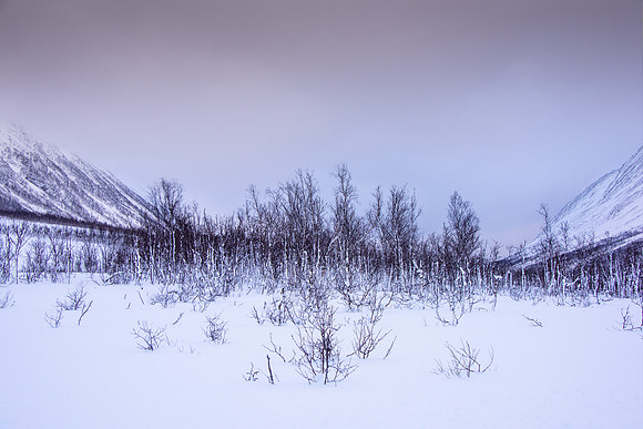 Kvaloya Trees VII