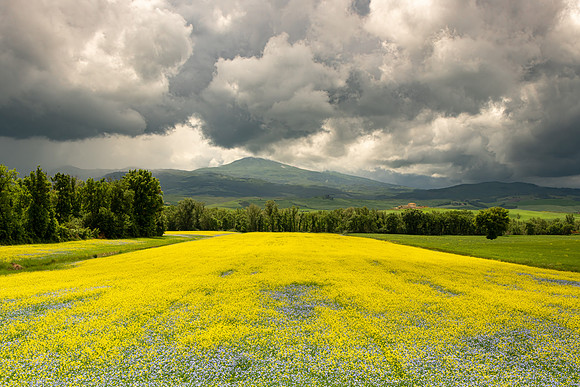 Fields of gold