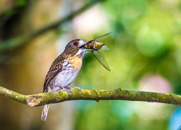 White-whiskered Puffbird