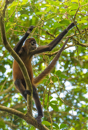 Spider Monkey