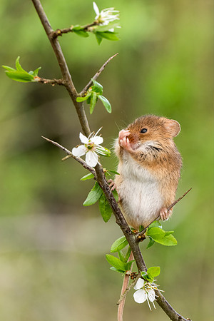 Harvest Mouse