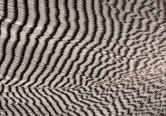 Flights of Beauty: Australian Wood Duck