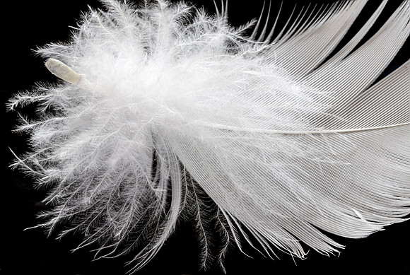 Flights of Beauty:  Sulphur-crested Cockatoo