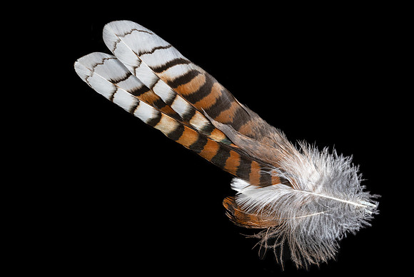 Flights of Beauty:  Laughing Kookaburra