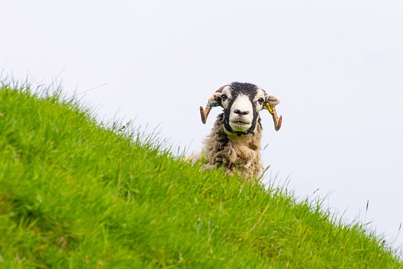 Sheep 2, Yorkshire Dales