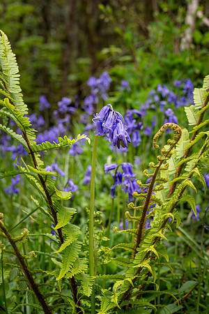 Brownsham Wood