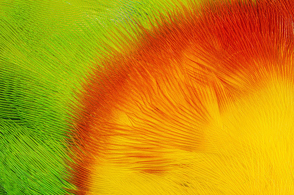 Flights of Beauty: Australian King Parrot