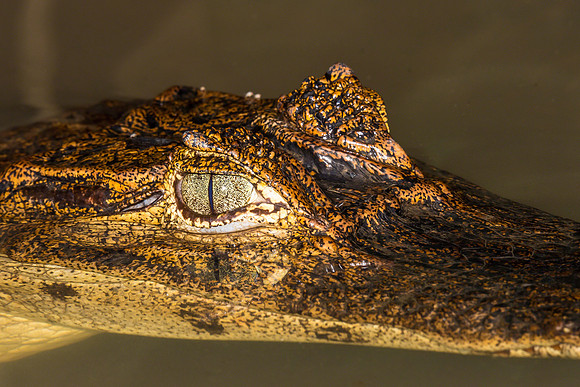 Caiman