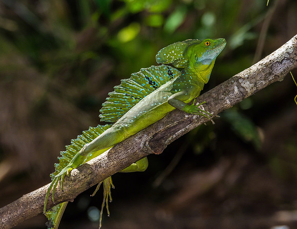 Emerald Basilisk