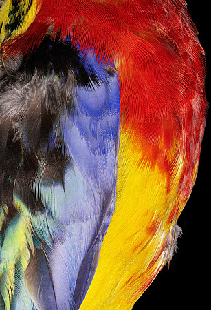 Flights of Beauty:  Eastern Rosella