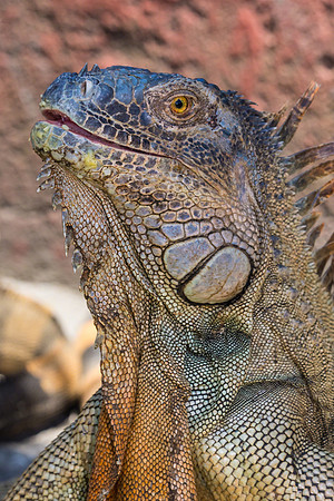 Iguana