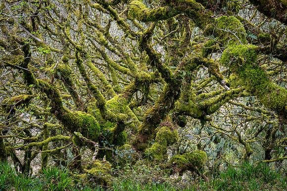 Wistman's Wood