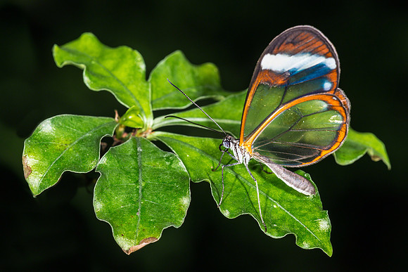 Glasswinged butterfly