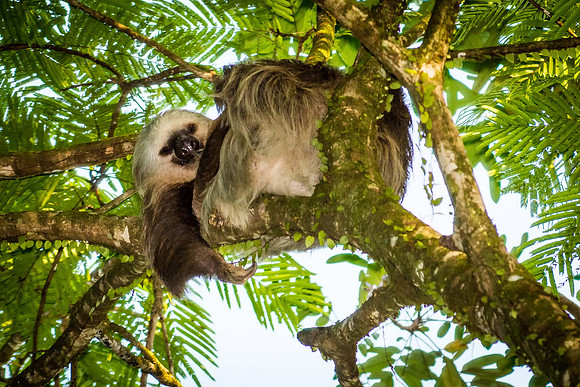 Two-toed Sloth