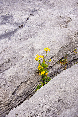 The Burren