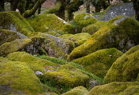 Wistman's Wood