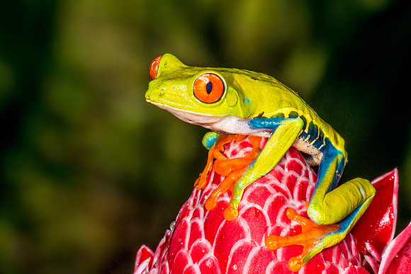 Red-Eyed Tree Frog