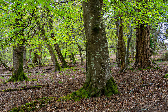 New Forest, Spring