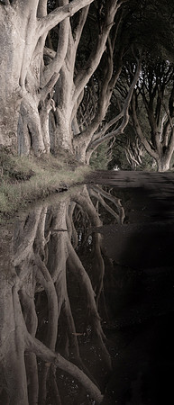 The Dark Hedges, Antrim Coast