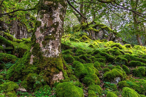 Watendlath Valley, Lake District