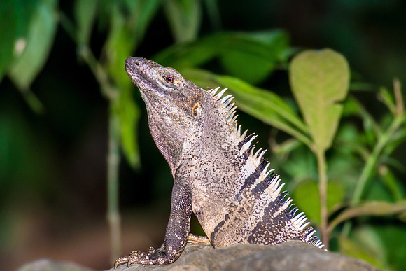 Black Spiny Iguana