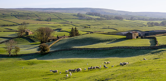 Wensleydale